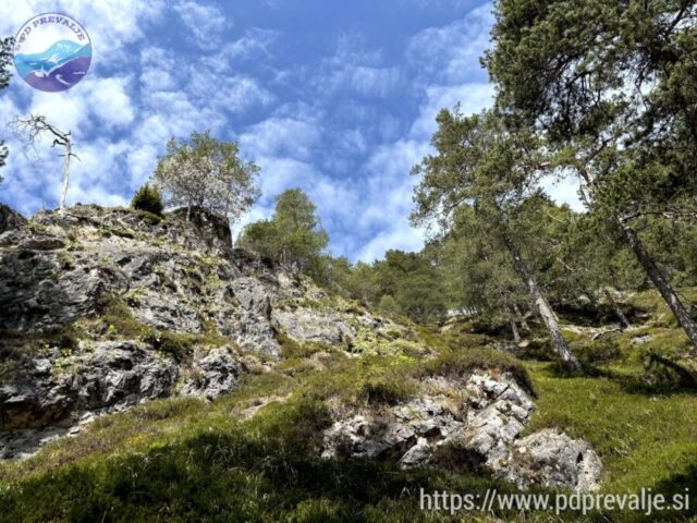 Skale polne cvetočega avriklja ob poti